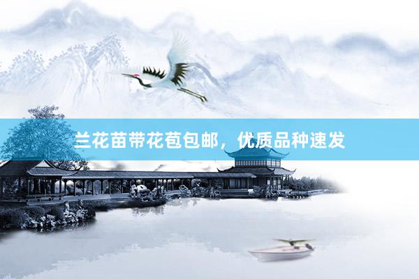 兰花苗带花苞包邮，优质品种速发