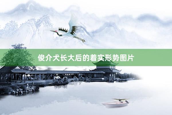 俊介犬长大后的着实形势图片