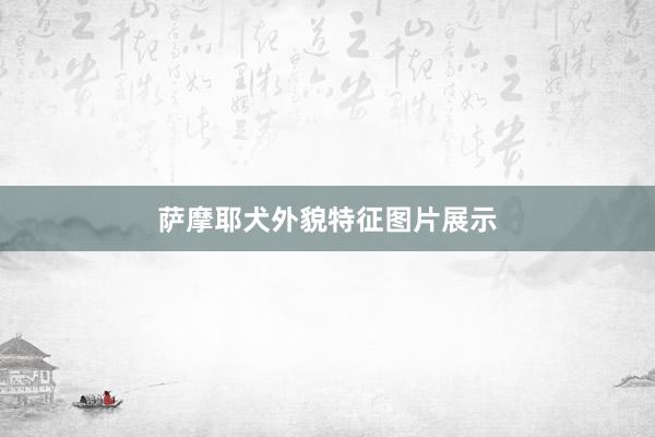萨摩耶犬外貌特征图片展示