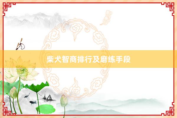 柴犬智商排行及磨练手段