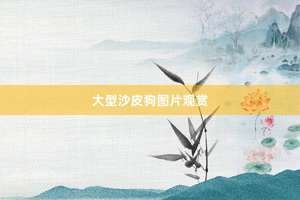 大型沙皮狗图片观赏